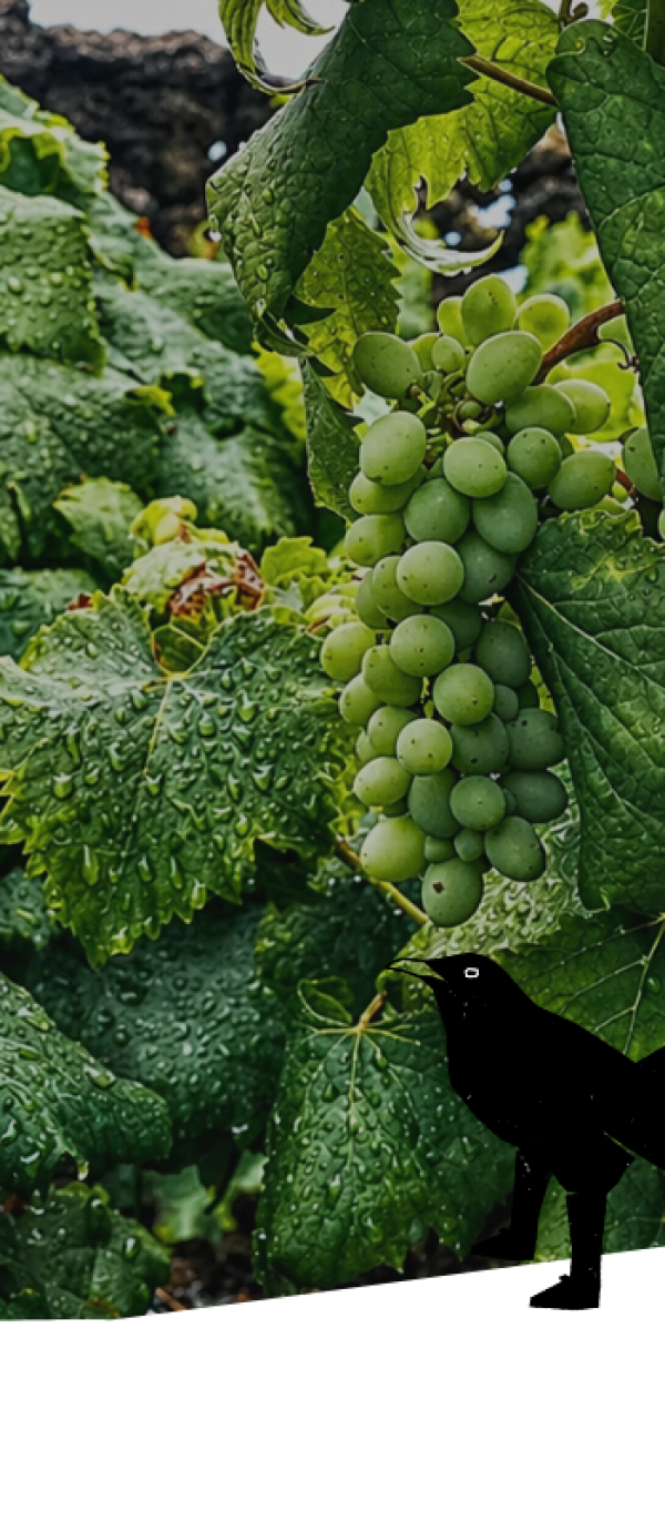 Laboratório de Investigação Alimentar