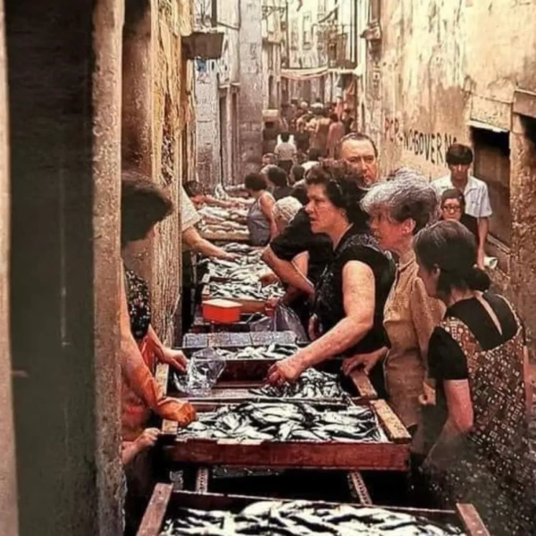 sardinha alfama peixe da infância