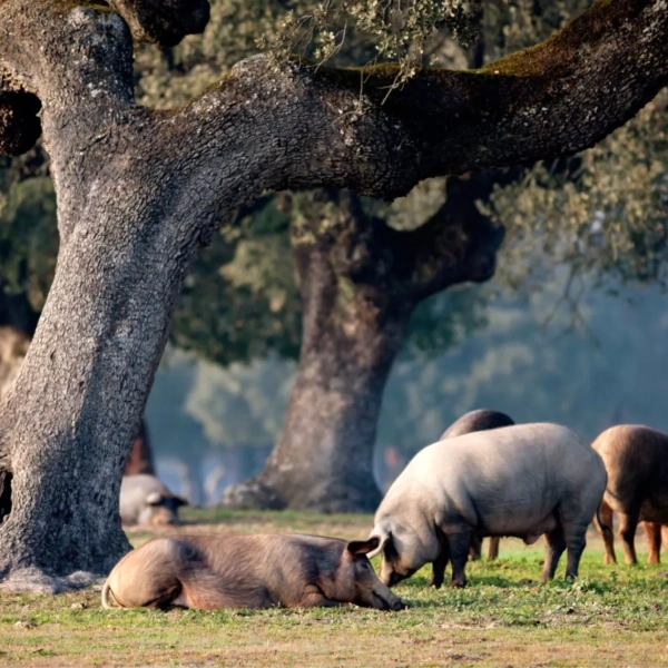 enchidos de porco preto alentejo portugal