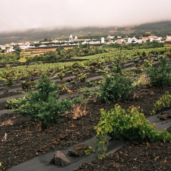 grape harvest