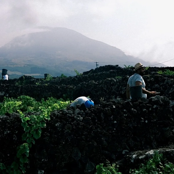 Pico Wine harvest