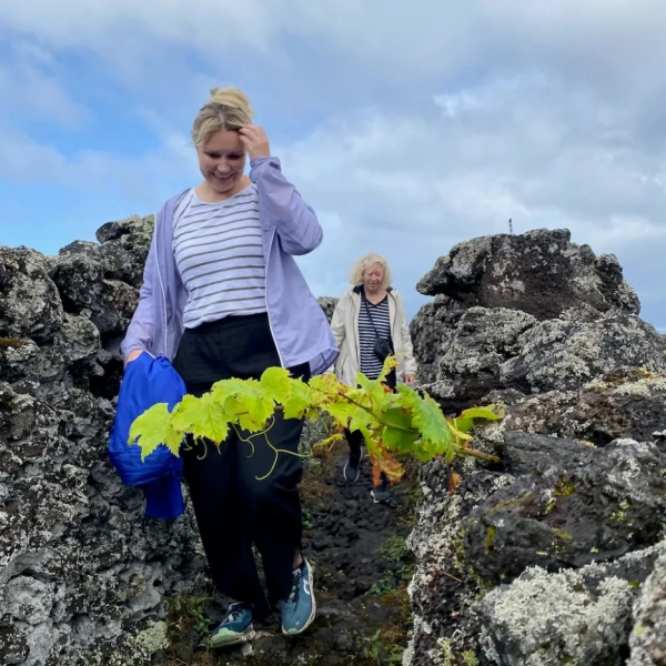 Harvest in Pico Island