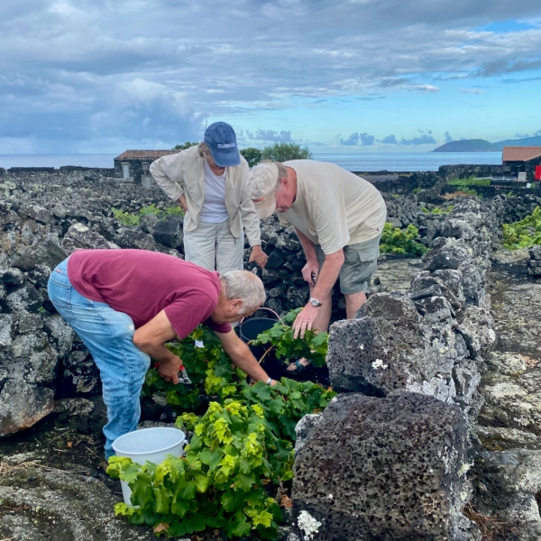 Harvest in Pico Island