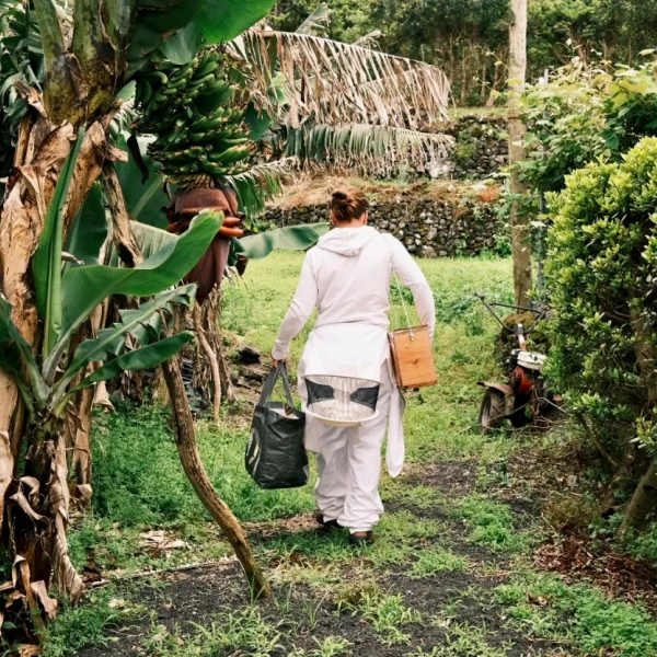Beehive visit pico island
