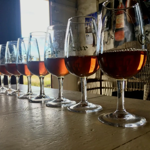 Cata de vinos de Czar Pico