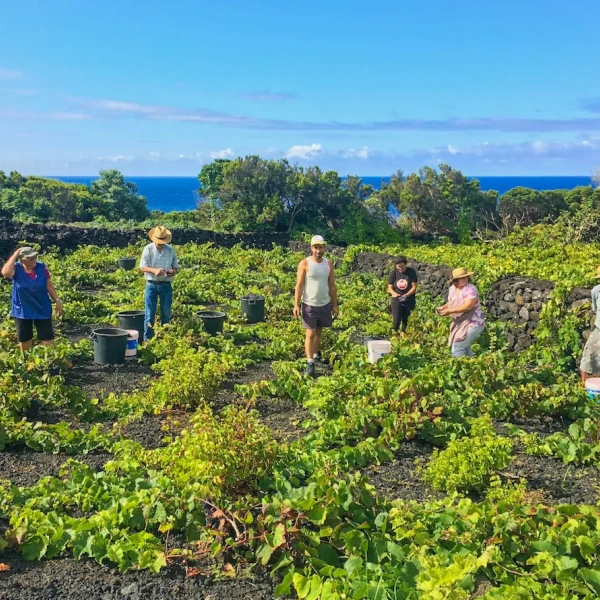 Azores Pico Wine Harvest
