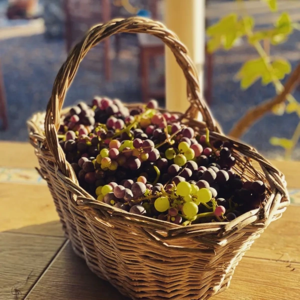 basket with grapes
