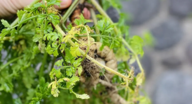walking food routes azores pico